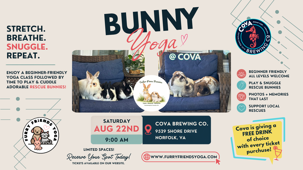 Bunny Yoga at Cova Brewing Co