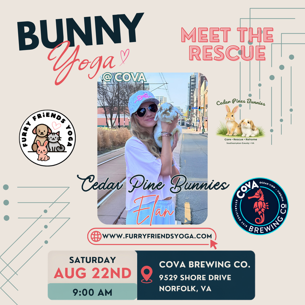 Bunny Yoga at Cova Brewing Co