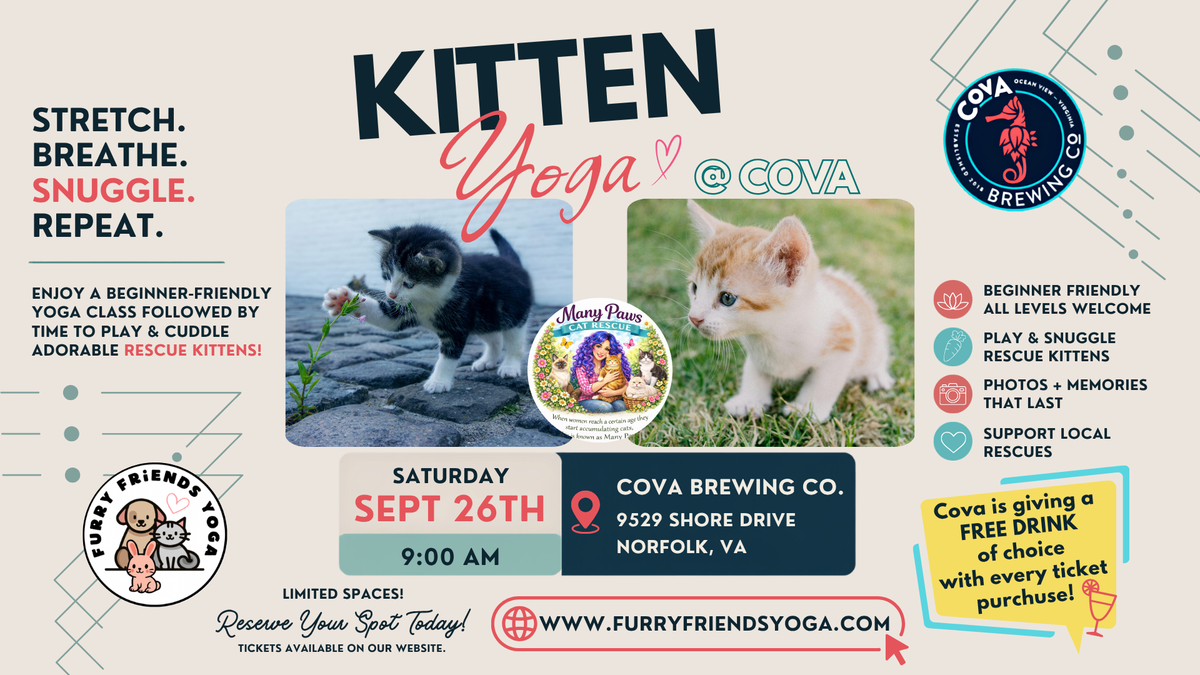 Kitten Yoga at Cova Brewing Co