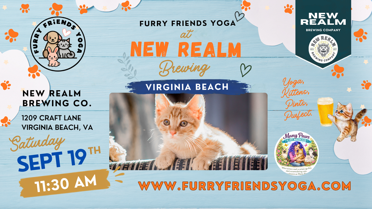 Kitten Yoga at New Realm Brewing Company