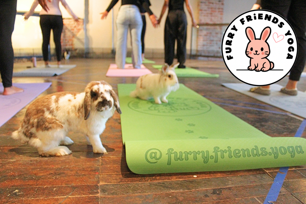 BUNNY YOGA at Locals Marketplace