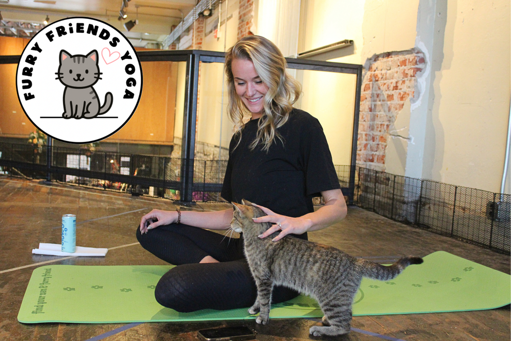 KITTEN YOGA at Locals Marketplace