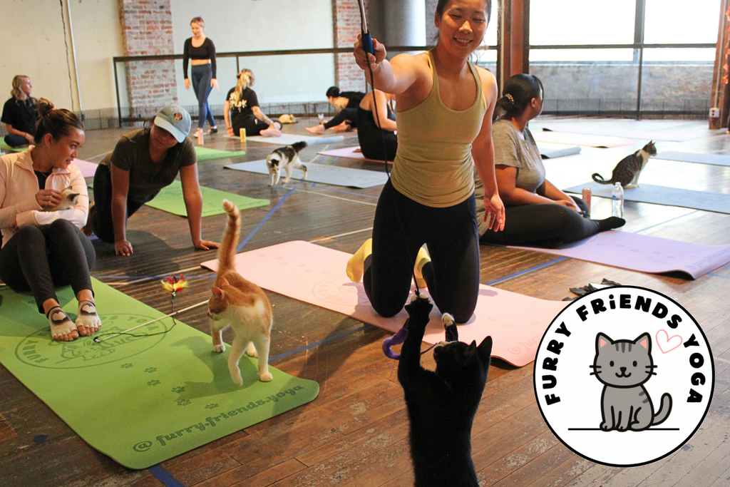 KITTEN YOGA at Locals Marketplace