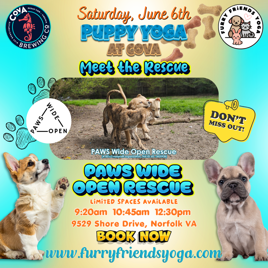 Puppy Yoga at Cova Brewing Company