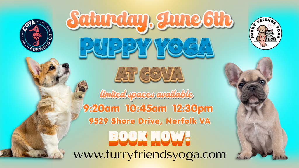 Puppy Yoga at Cova Brewing Company
