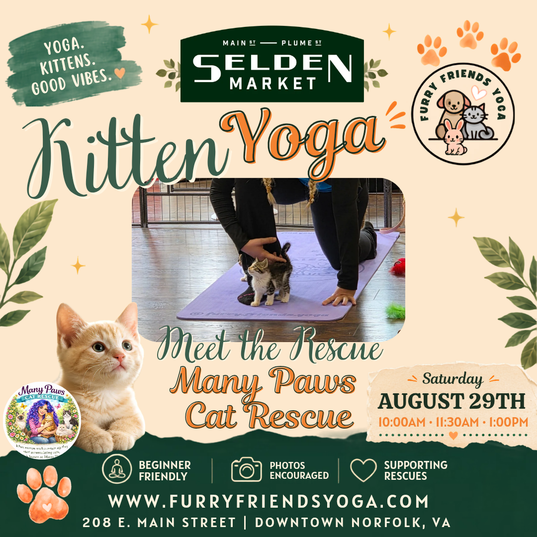 Kitten Yoga at Selden Market